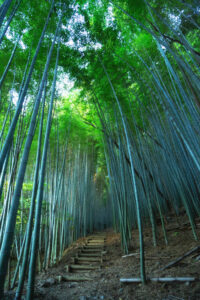九州オルレみやま・清水山コース07（神宿る竹林）