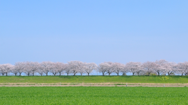 田園風景と桜並木
